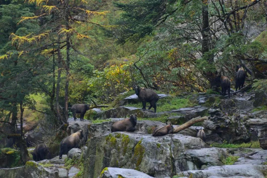 騰沖親子游學/研學旅行