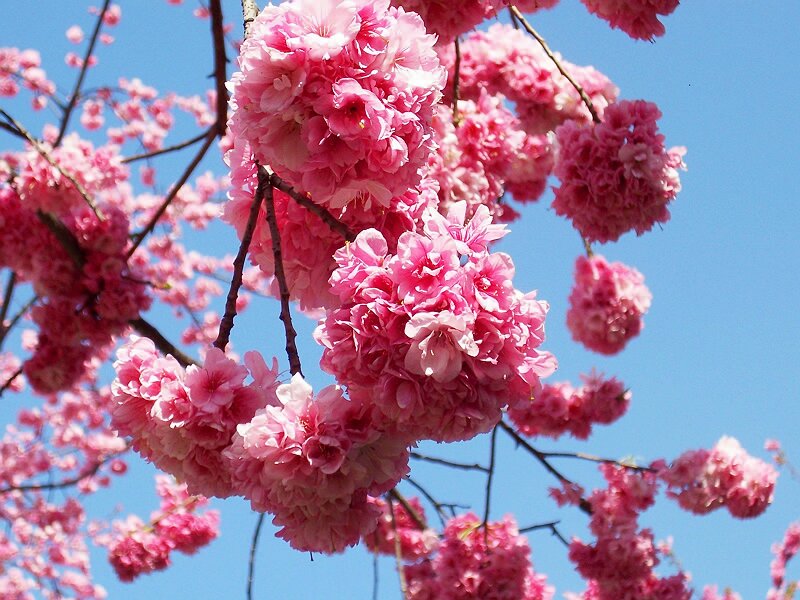 騰沖戶外徒步拓展訓練溫泉場地推薦--櫻花谷