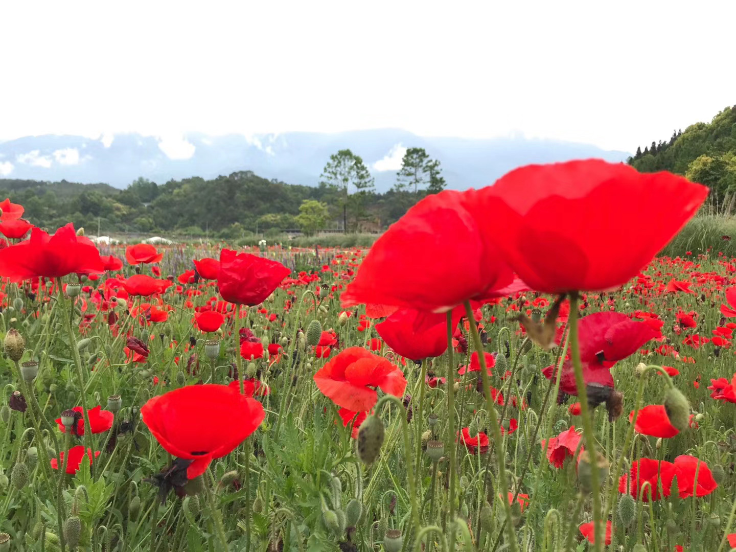 騰沖會(huì)議搭建公司