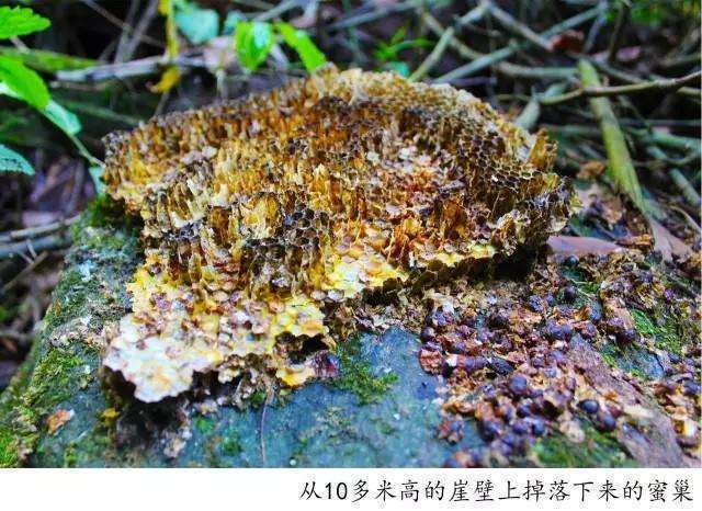 騰沖高黎貢山徒步之五道溪徒步