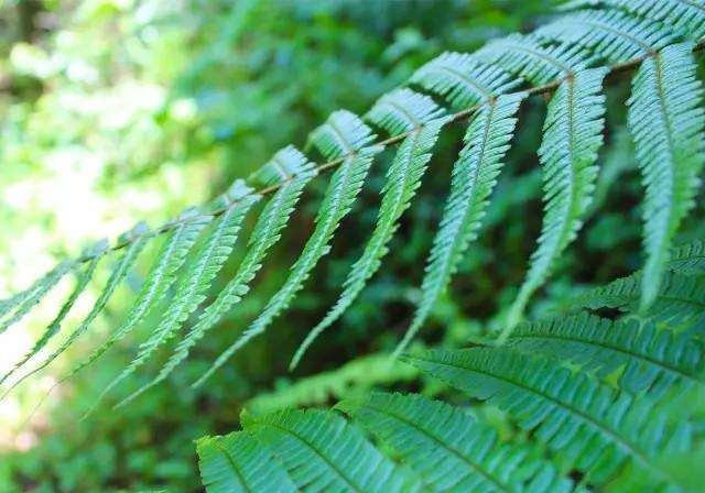 騰沖高黎貢山徒步之五道溪徒步