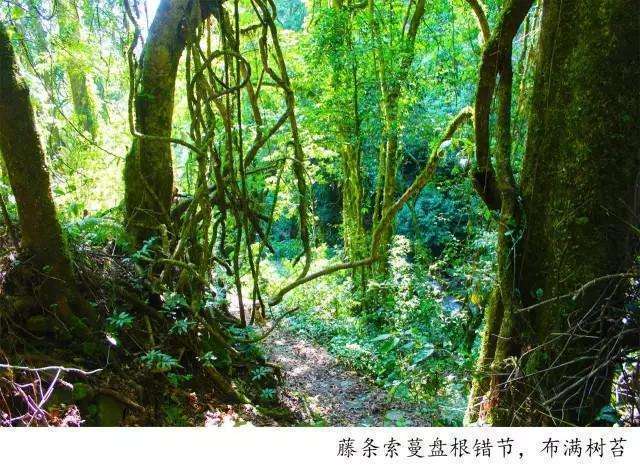 騰沖高黎貢山徒步之五道溪徒步