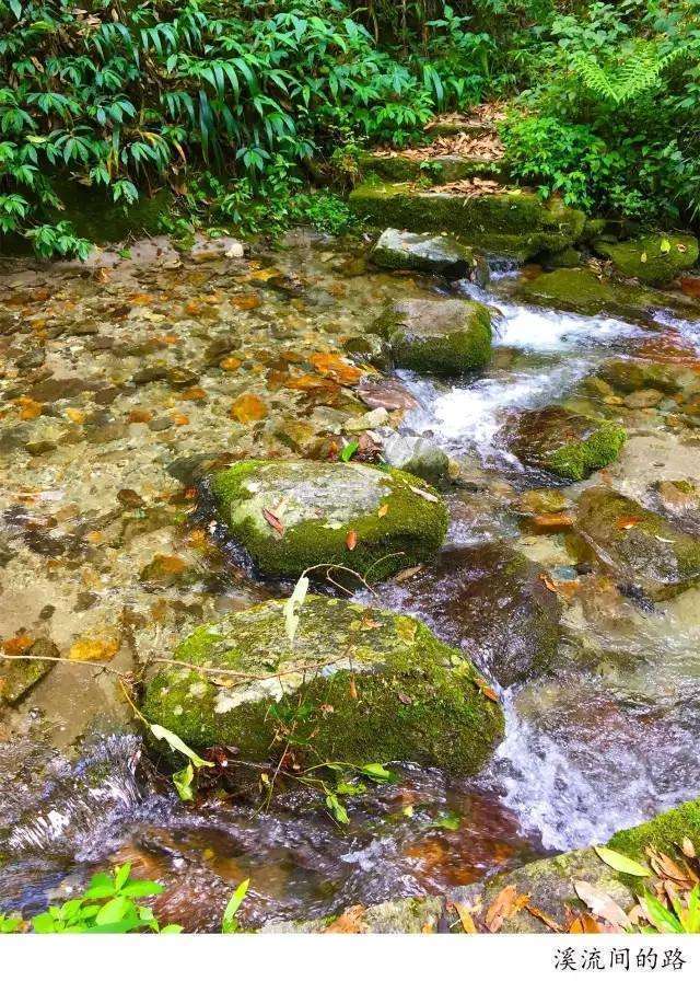 騰沖高黎貢山徒步之五道溪徒步