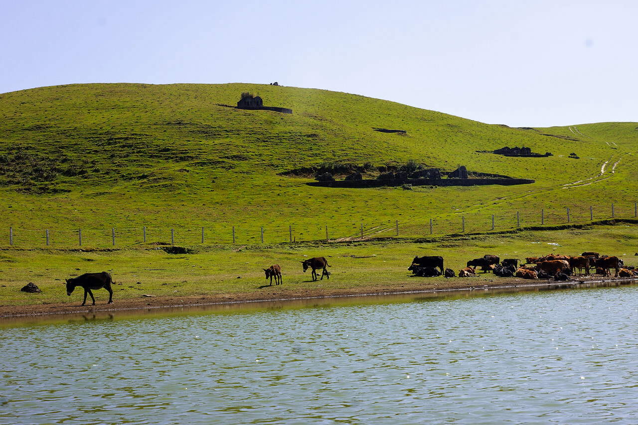 騰沖東山高原草甸牧場