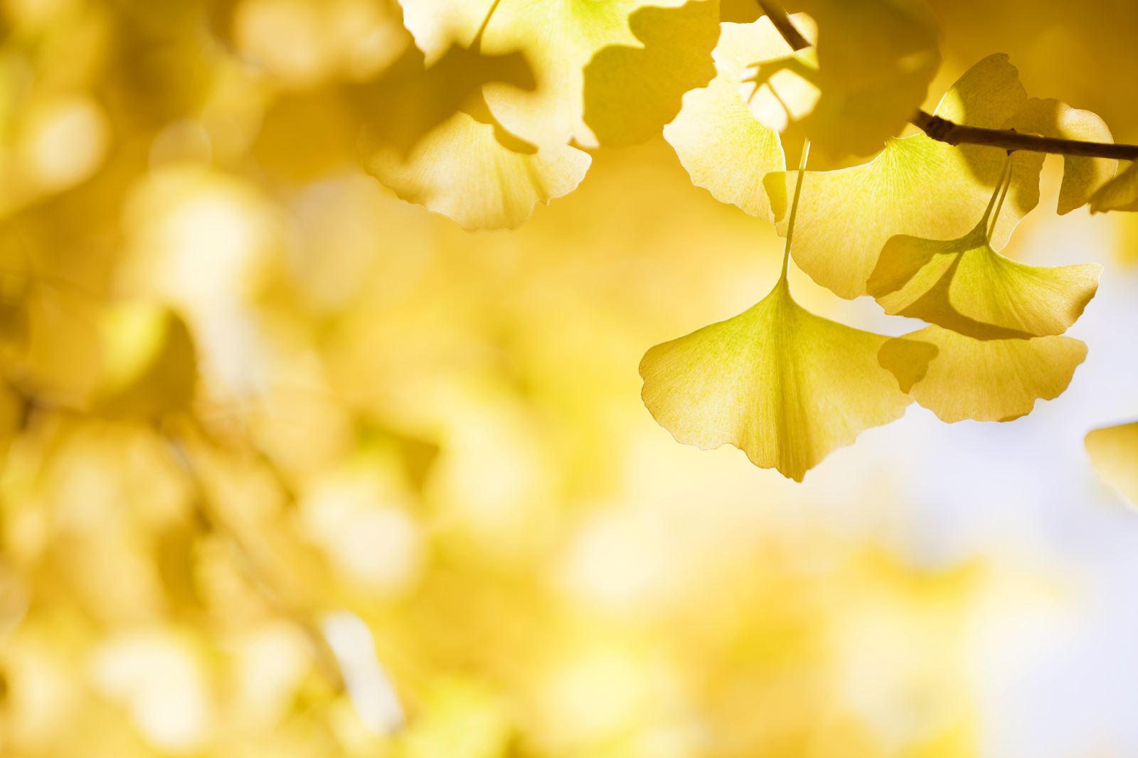 云南騰沖景點(diǎn)--銀杏村簡介