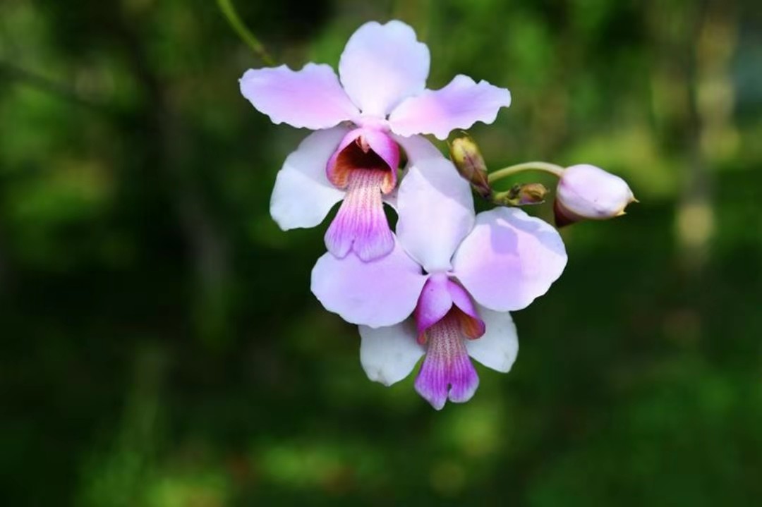 如何讓中華優(yōu)秀傳統(tǒng)文化在校園生根發(fā)芽