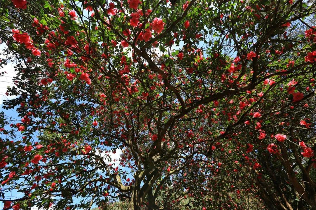 保山騰沖：漫山遍野茶花開你還不來嗎？