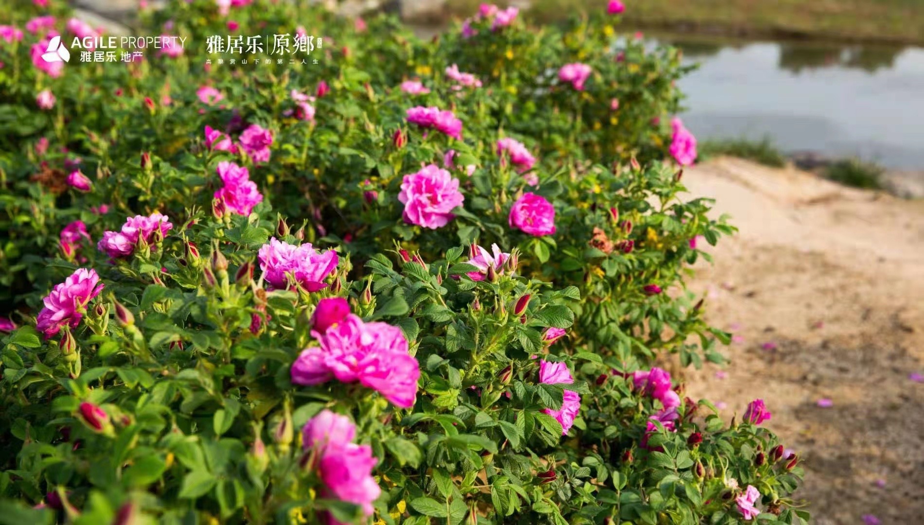 騰沖雅居樂原鄉(xiāng)棲花嶺景區(qū)