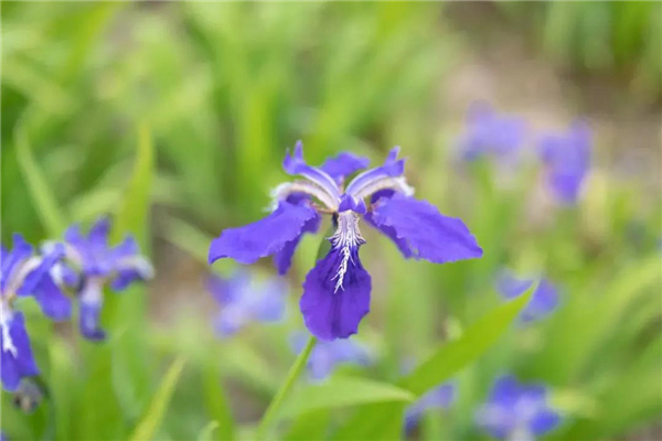 騰沖汽車試駕自駕承接社，為你推薦騰沖汽車越野試駕線路之騰沖打鷹山