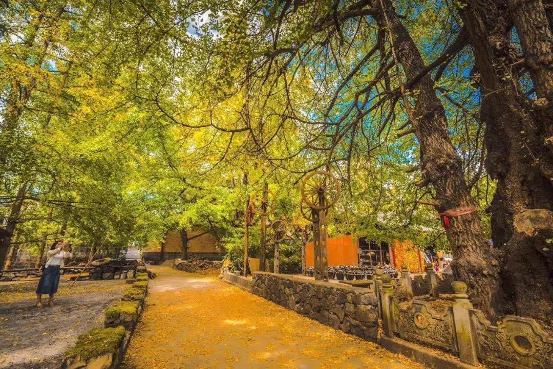 上了微博熱搜的騰沖銀杏村，一年只美20天的童話王國    騰沖旅游景點