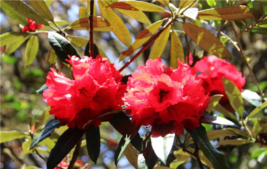 騰沖景區(qū)景點(diǎn)