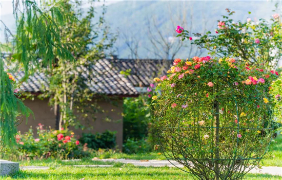 【國家AAA級(jí)景區(qū)】騰沖花緣里玫瑰主題村