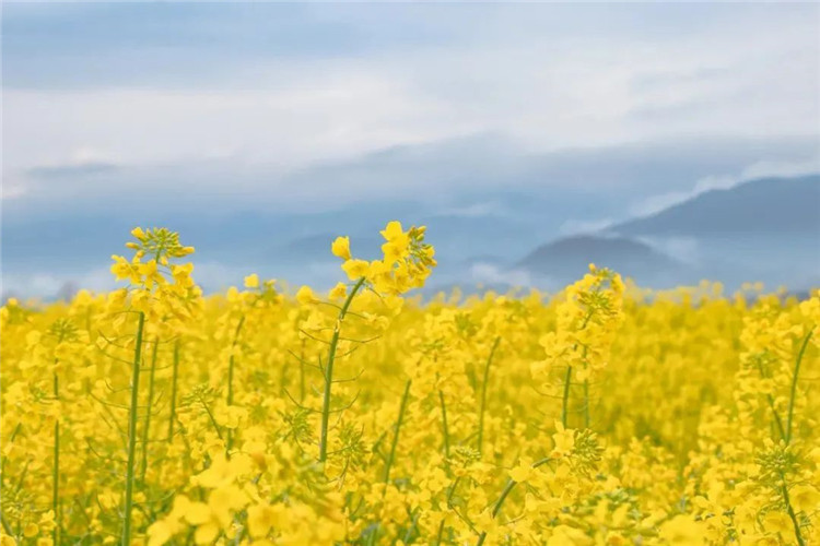 騰沖景區(qū)景點(diǎn)