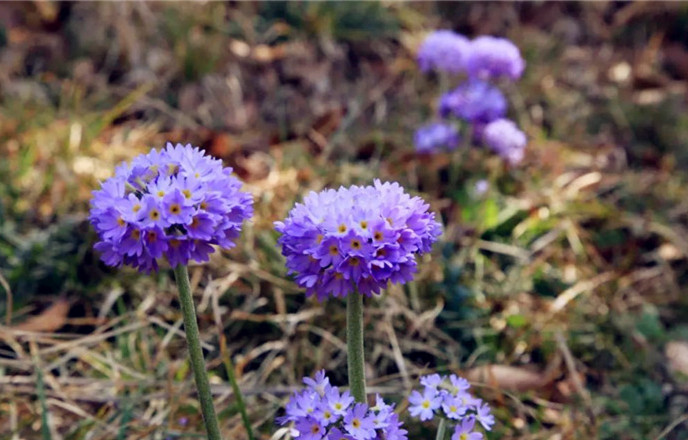 騰沖景區(qū)景點