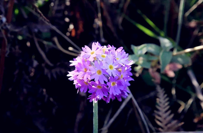 騰沖景區(qū)景點