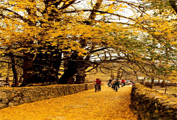 云南騰沖固?hào)|銀杏村