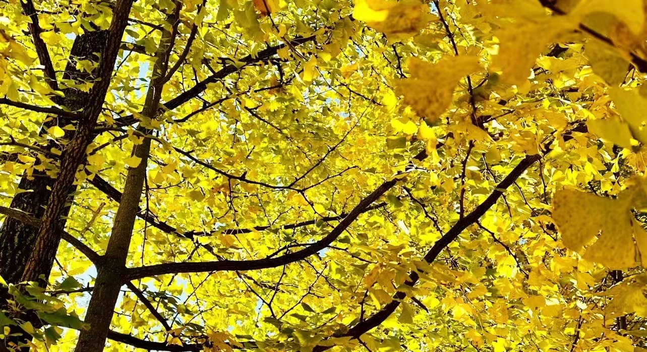 秋天最美地方，騰沖銀杏村，一年只美這20天