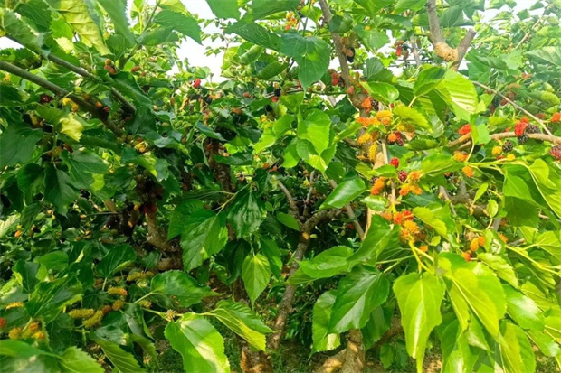 云南旅游,云南旅行社,云南團(tuán)建公司,云南策劃公司,云南會(huì)議會(huì)展,騰沖旅游,騰沖旅行社,騰沖團(tuán)建公司,騰沖會(huì)議公司：騰沖桑葚季：舌尖上的甜蜜誘惑