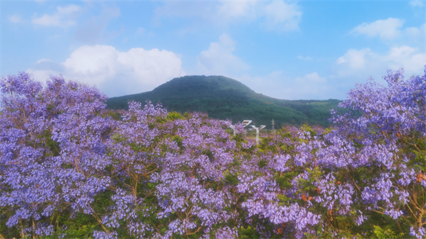 云南旅游,云南旅行社,云南團建公司,云南策劃公司,云南會議會展,騰沖旅游,騰沖旅行社,騰沖團建公司,騰沖策劃公司,騰沖會議會展：初夏，來騰沖赴一場藍紫色的夢幻花約！