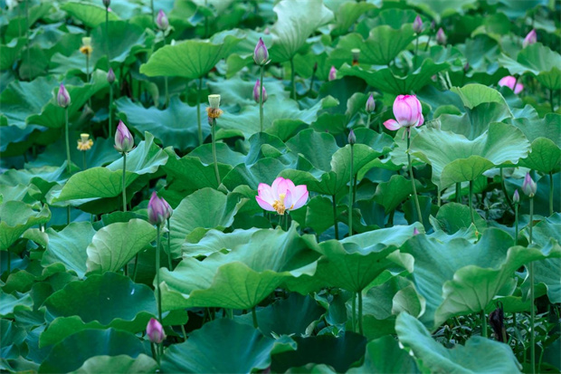 云南旅游,云南旅行社,云南團建地接,云南策劃執(zhí)行,云南會議會展,騰沖旅游,騰沖旅行社,騰沖團建公司,騰沖策劃公司,騰沖團建地接,騰沖會議會展：騰沖的荷塘，驚艷了初夏！