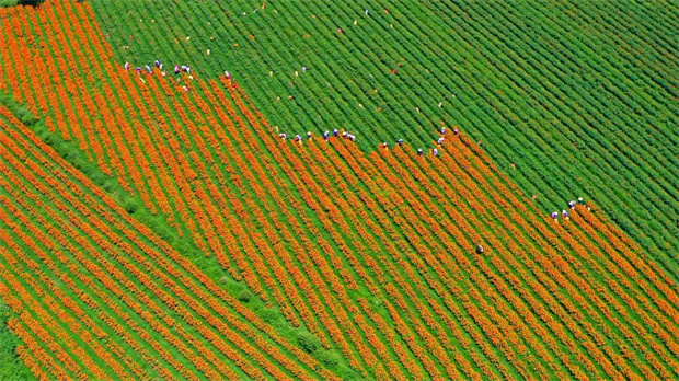 云南旅游,云南旅行社,云南團建公司,云南策劃公司,云南會議會展,云南旅游地接,騰沖旅游,騰沖旅行社,騰沖團建公司,騰沖策劃公司：騰沖藏了片黃金海！現在去剛好