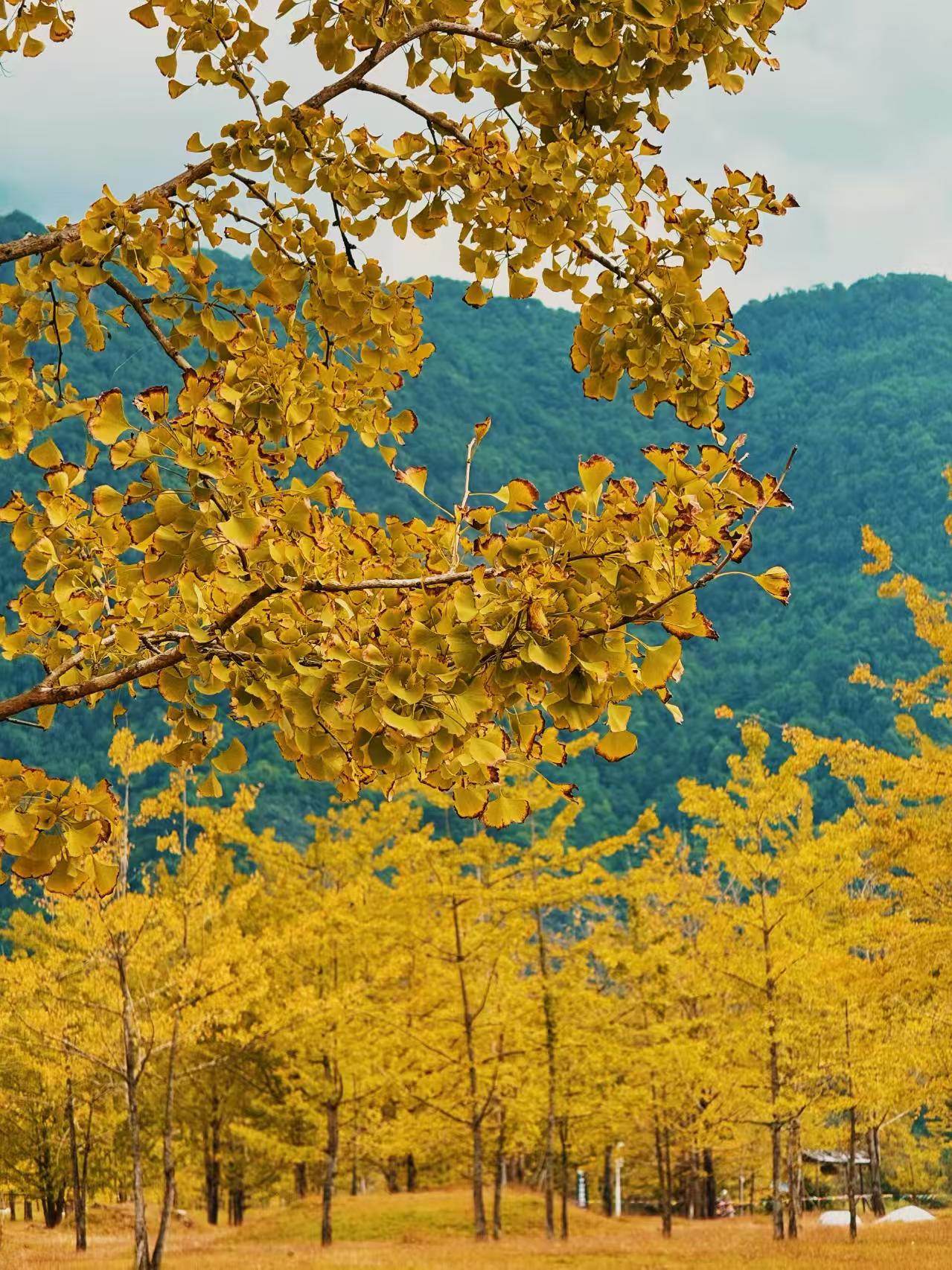 云南旅游,云南旅行社,云南團(tuán)建公司,云南策劃公司,騰沖旅游,騰沖旅行社,騰沖團(tuán)建公司,騰沖策劃公司：騰沖銀杏村1日暴走終極攻略：金色童話+非遺體驗(yàn)全收錄