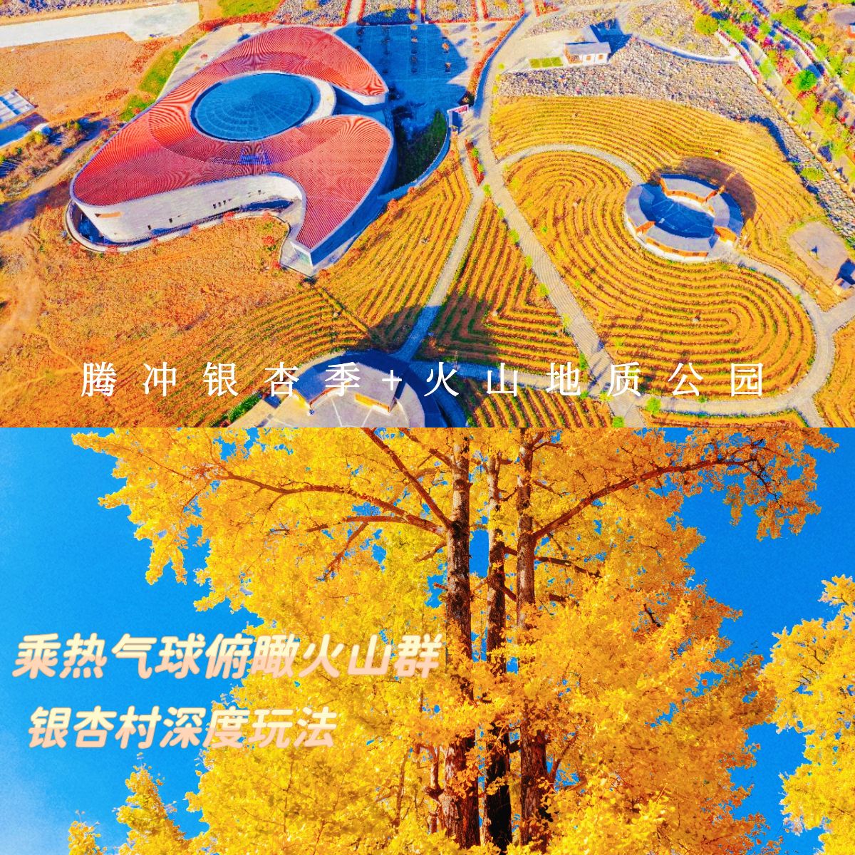 云南旅游,云南旅行社,云南團建公司,云南策劃公司,云南會議會展,騰沖旅游,騰沖旅行社,騰沖團建公司,騰沖策劃公司,騰沖會議會展：騰沖銀杏季限定：銀杏村深度漫游 + 火山熱氣球一日游，赴一場秋冬童話